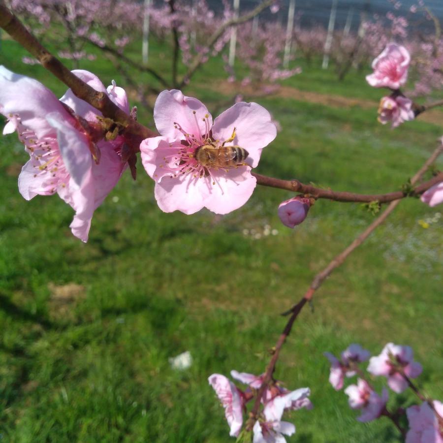 Agriturismo Fior Di Maggio Pescantina Buitenkant foto